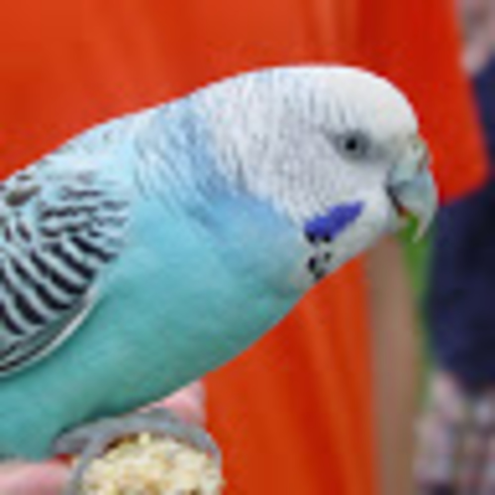 Meet your Posher, Janet